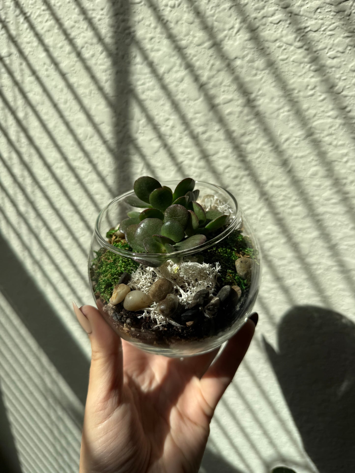 Mini Terrariums (Wholesale)