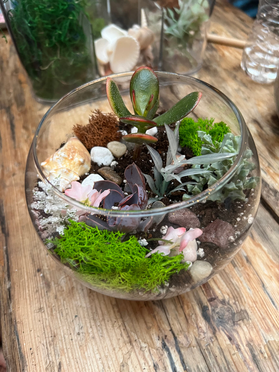 fish bowl plant terrarium 8" Fish Bowl Terrarium