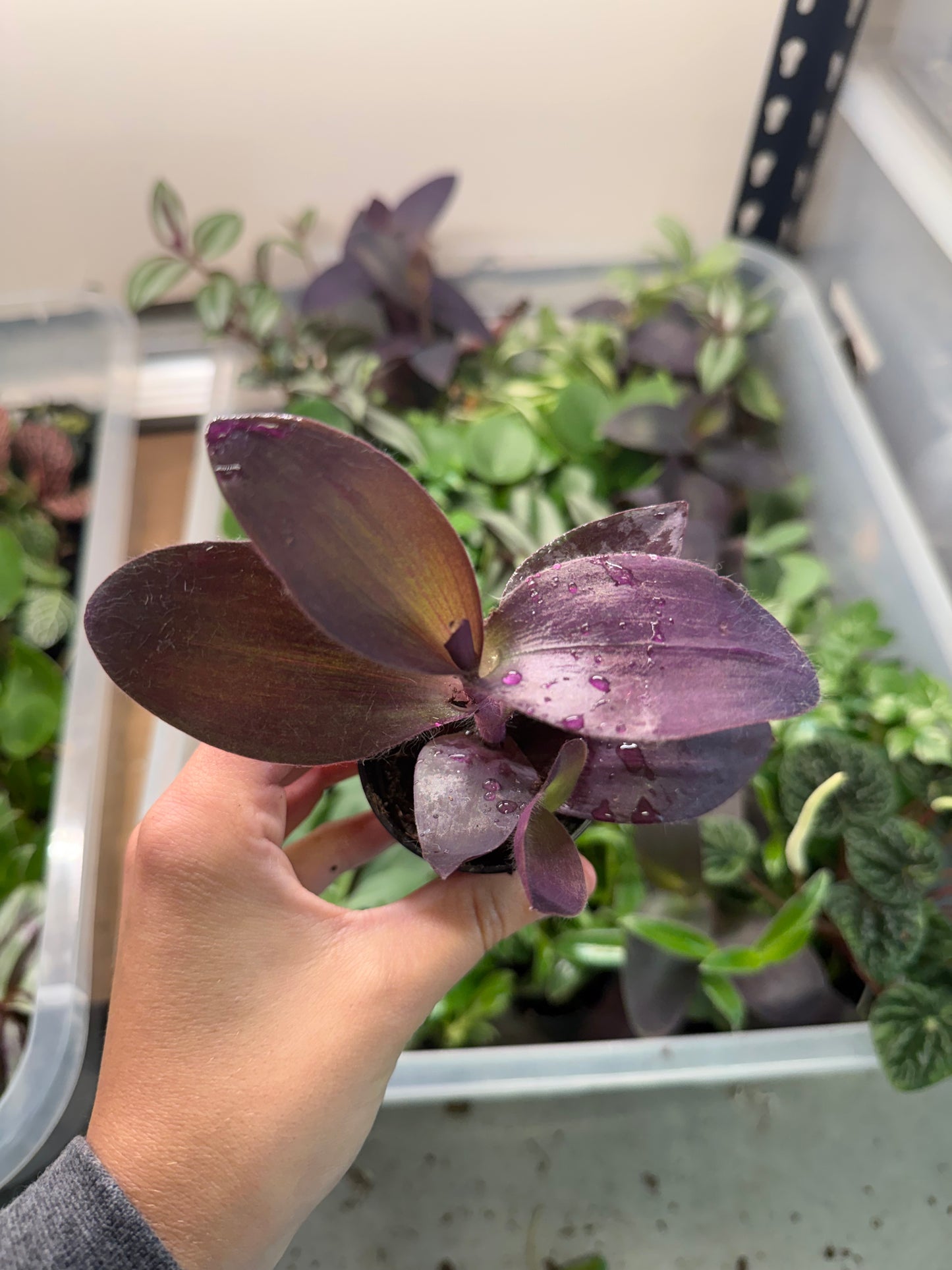 Mini Tradescantia (2β Pot) | 4 Varieties Available | Terrarium Plant