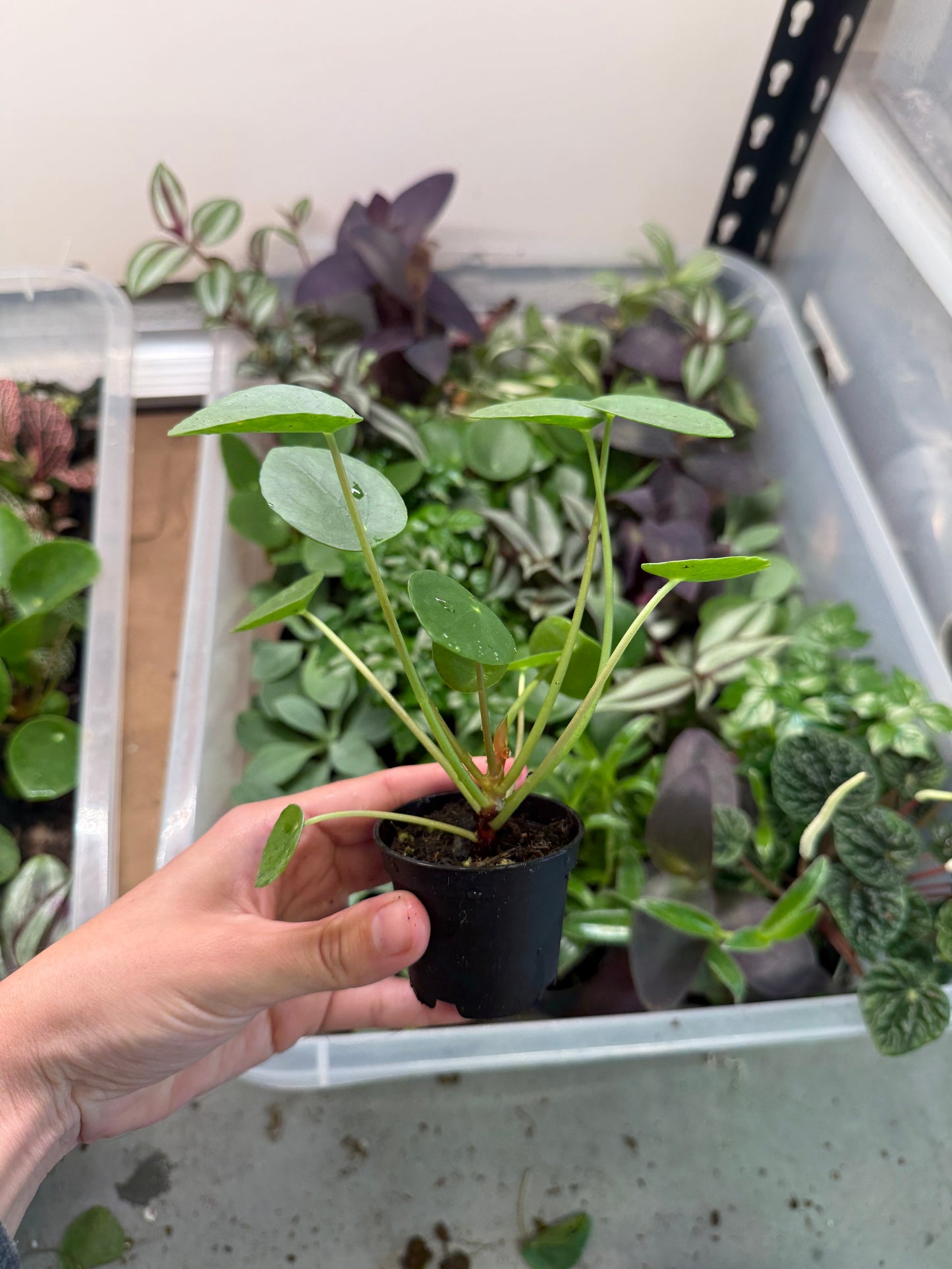 Mini Pilea Peperomioides (2β Pot) | Chinese Money Plant | Pancake Plant | Terrarium Starter