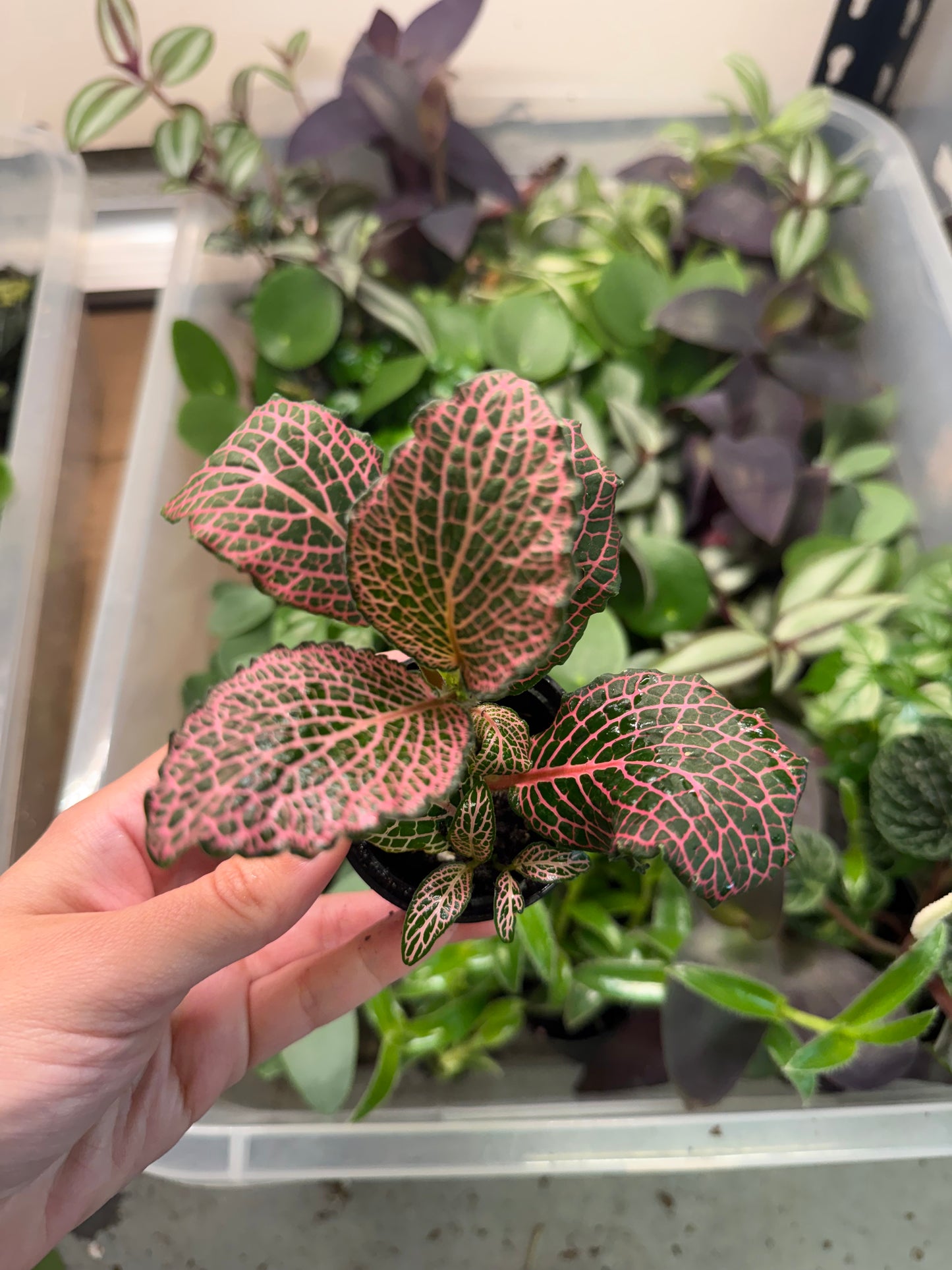 Mini Fittonia (2β Pot) | Nerve Plant | 2 Varieties Available | Terrarium Must-Have