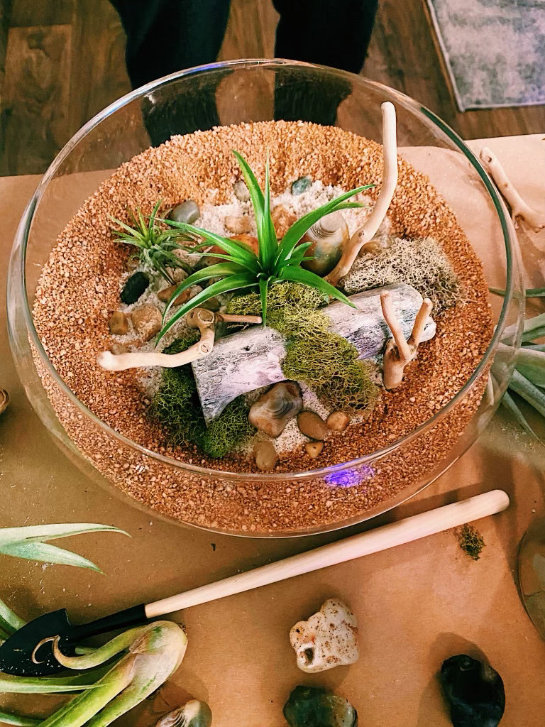 Air Plant Terrariums