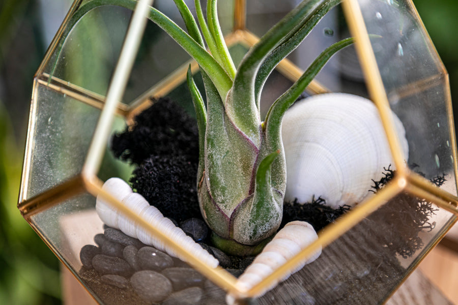 Tillandsias " Air Plants "