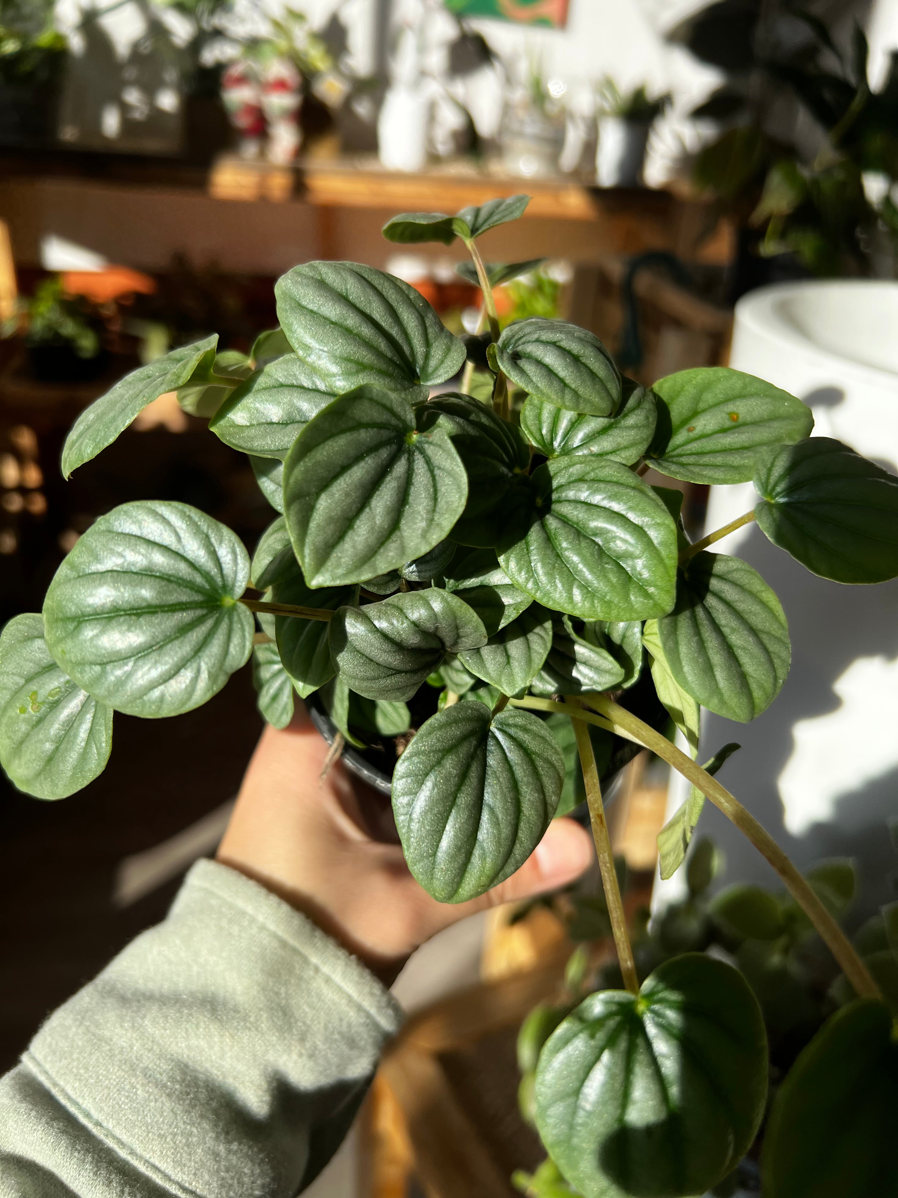 Peperomia Frost