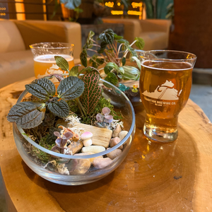 Tropical Terrarium Workshop | Tradition Brewing Co. Aug 27th