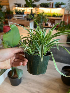 Chlorophytum Comosum - Spider Plant