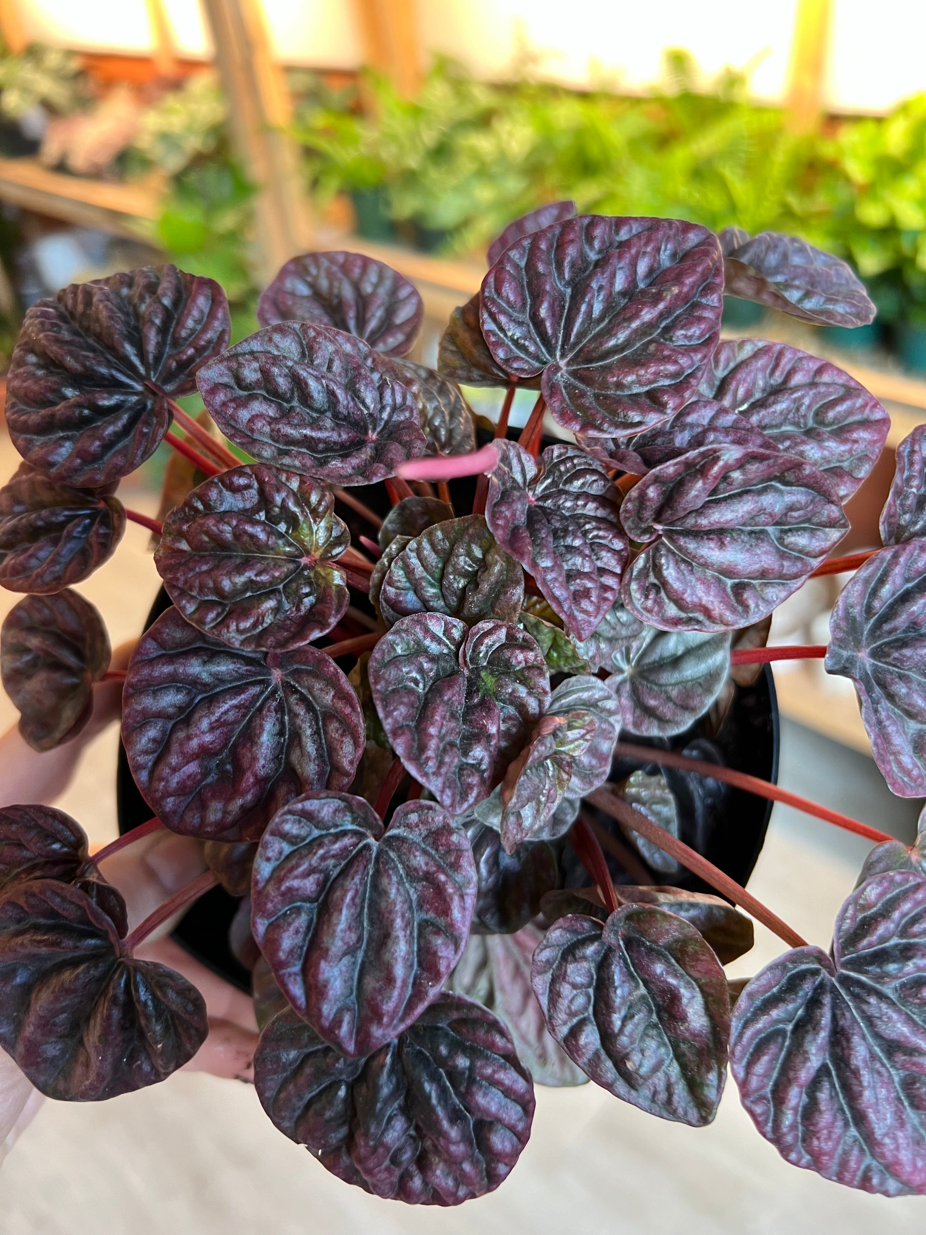 Peperomia Schumi Red 6"