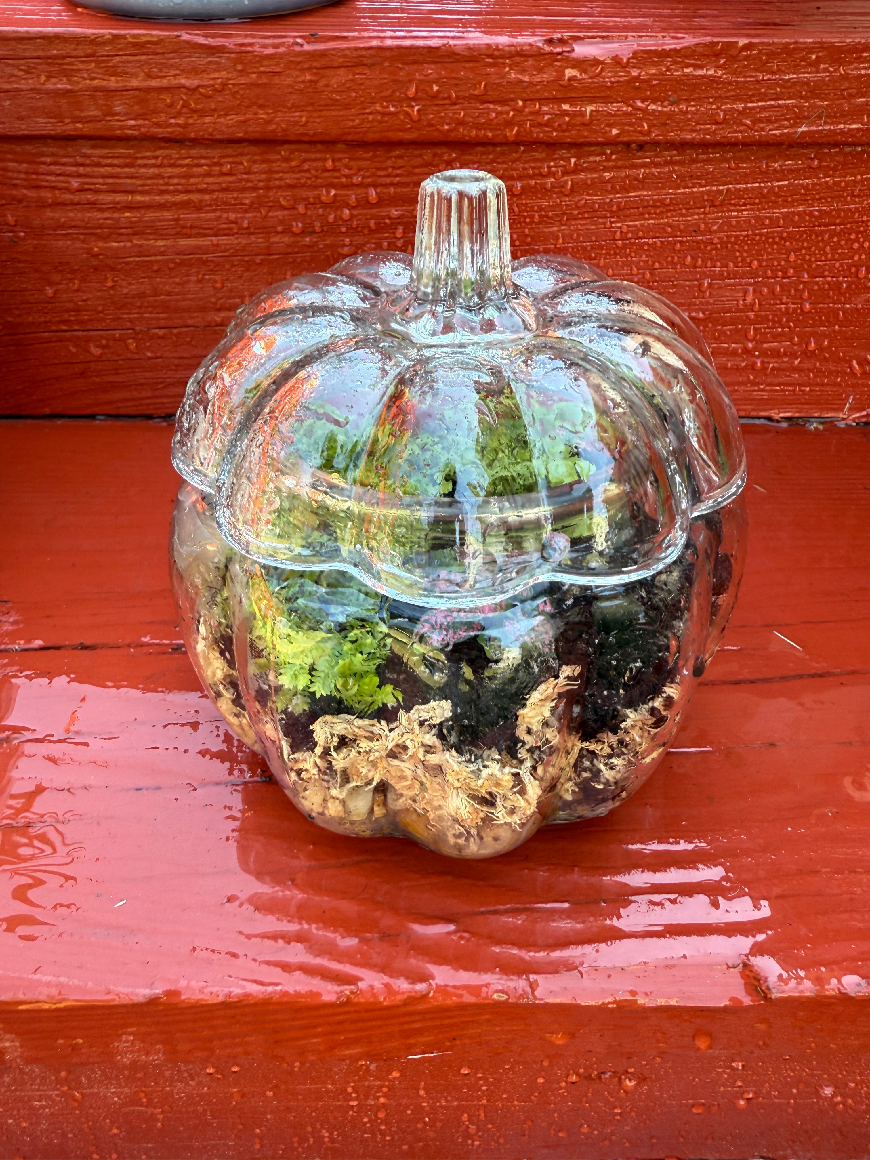 Glass Pumpkin Terrarium