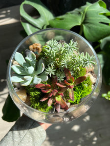 Succulent Terrarium Kit & Rosè