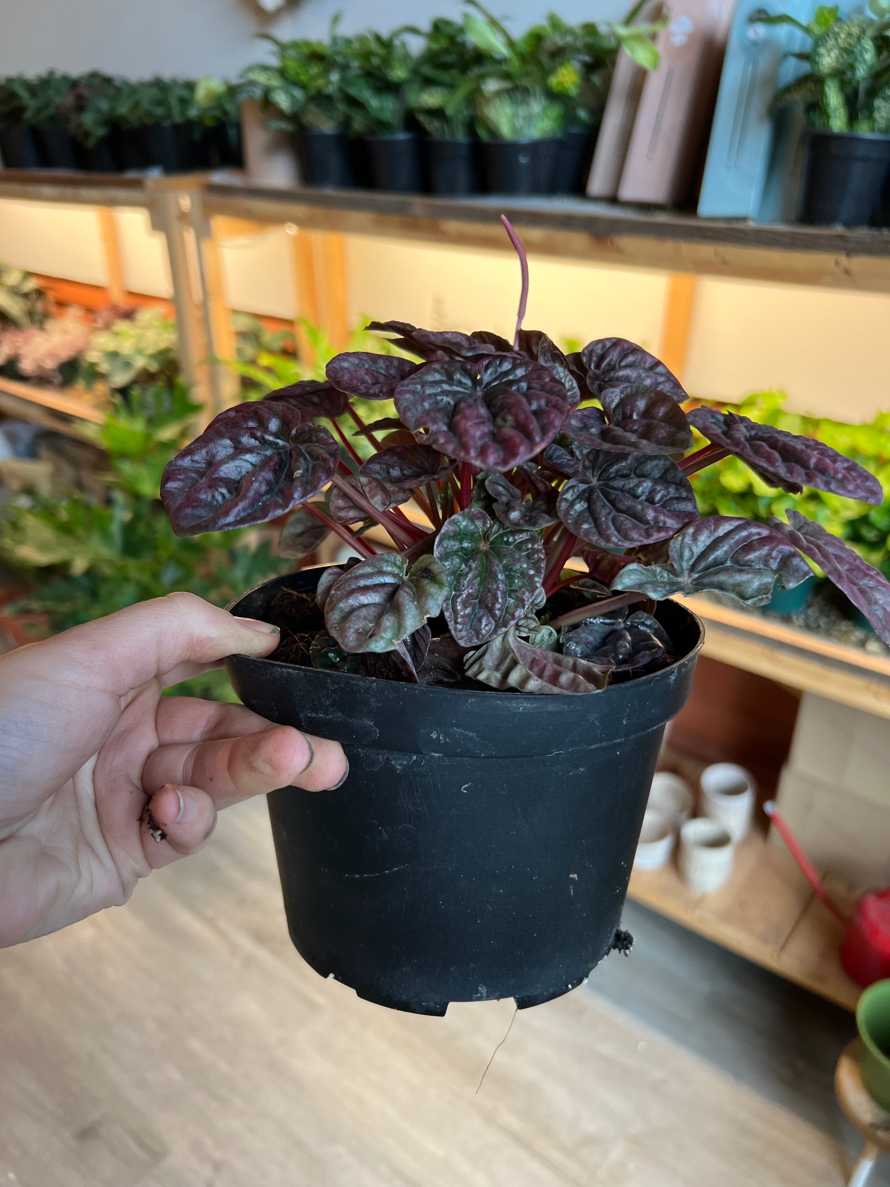 Peperomia Schumi Red 6"