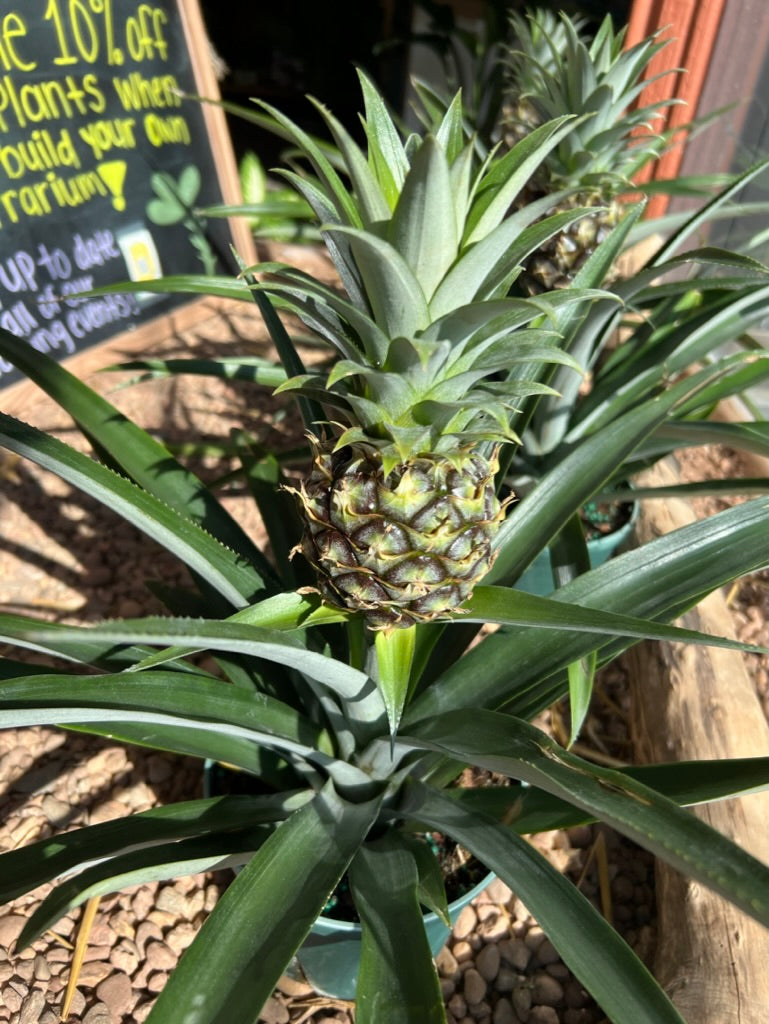 Pineapple Plant 6"