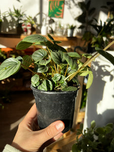 Peperomia Frost