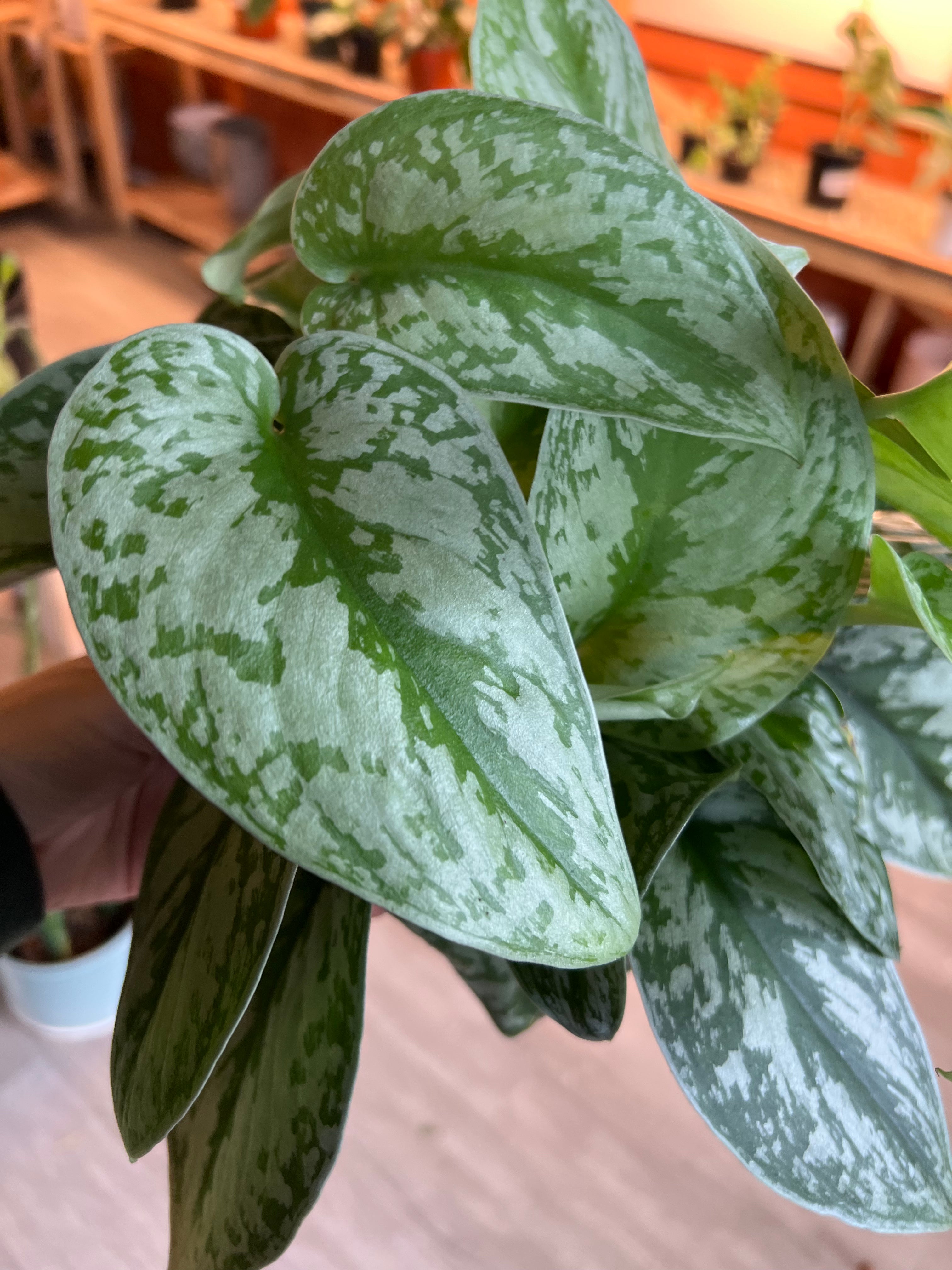 Silver Satin Philodendron