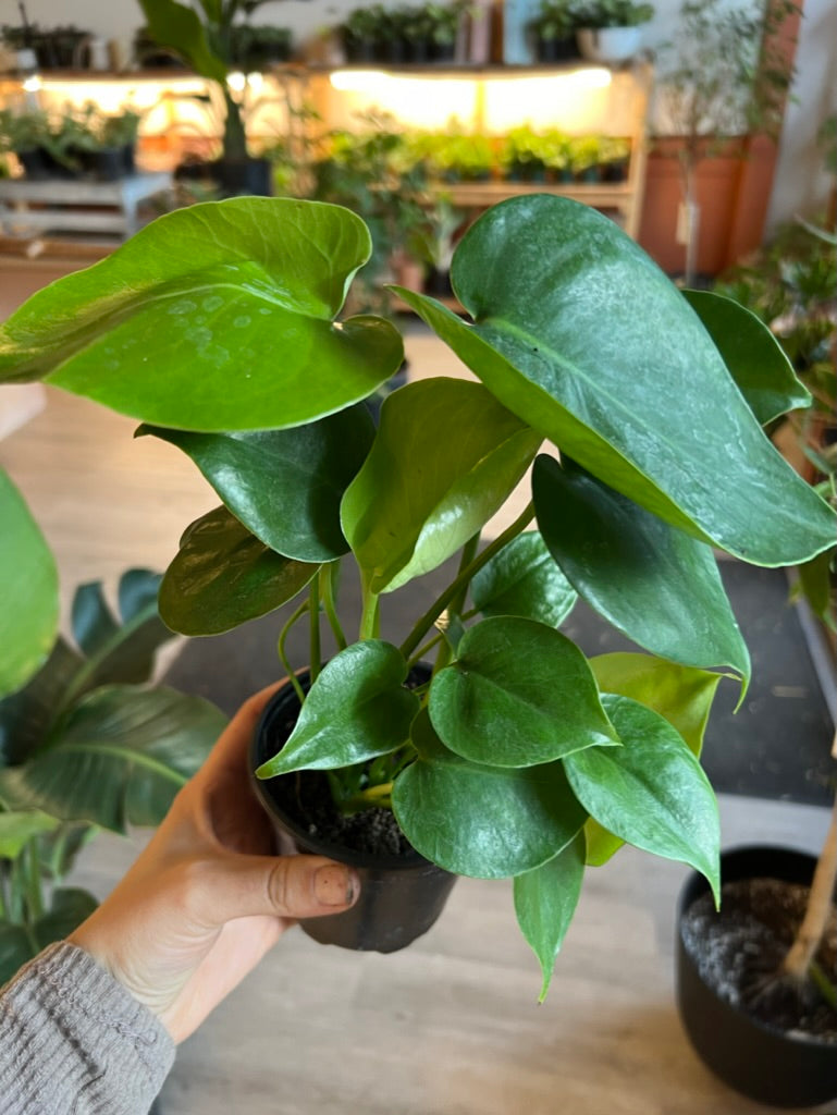 Monstera Deliciosa - Swiss Cheese Plant