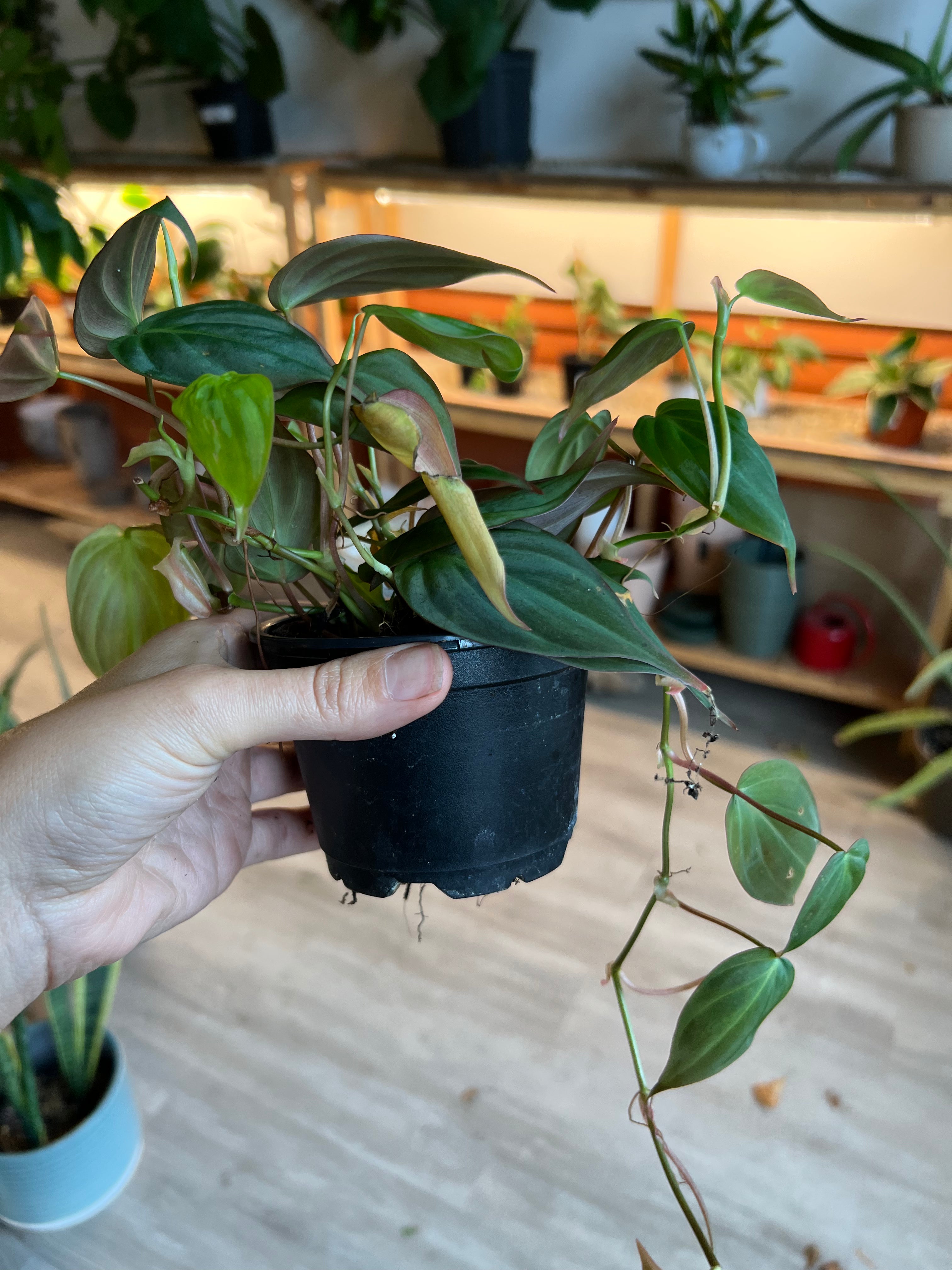 Philodendron Hederaceum - Mican 4"