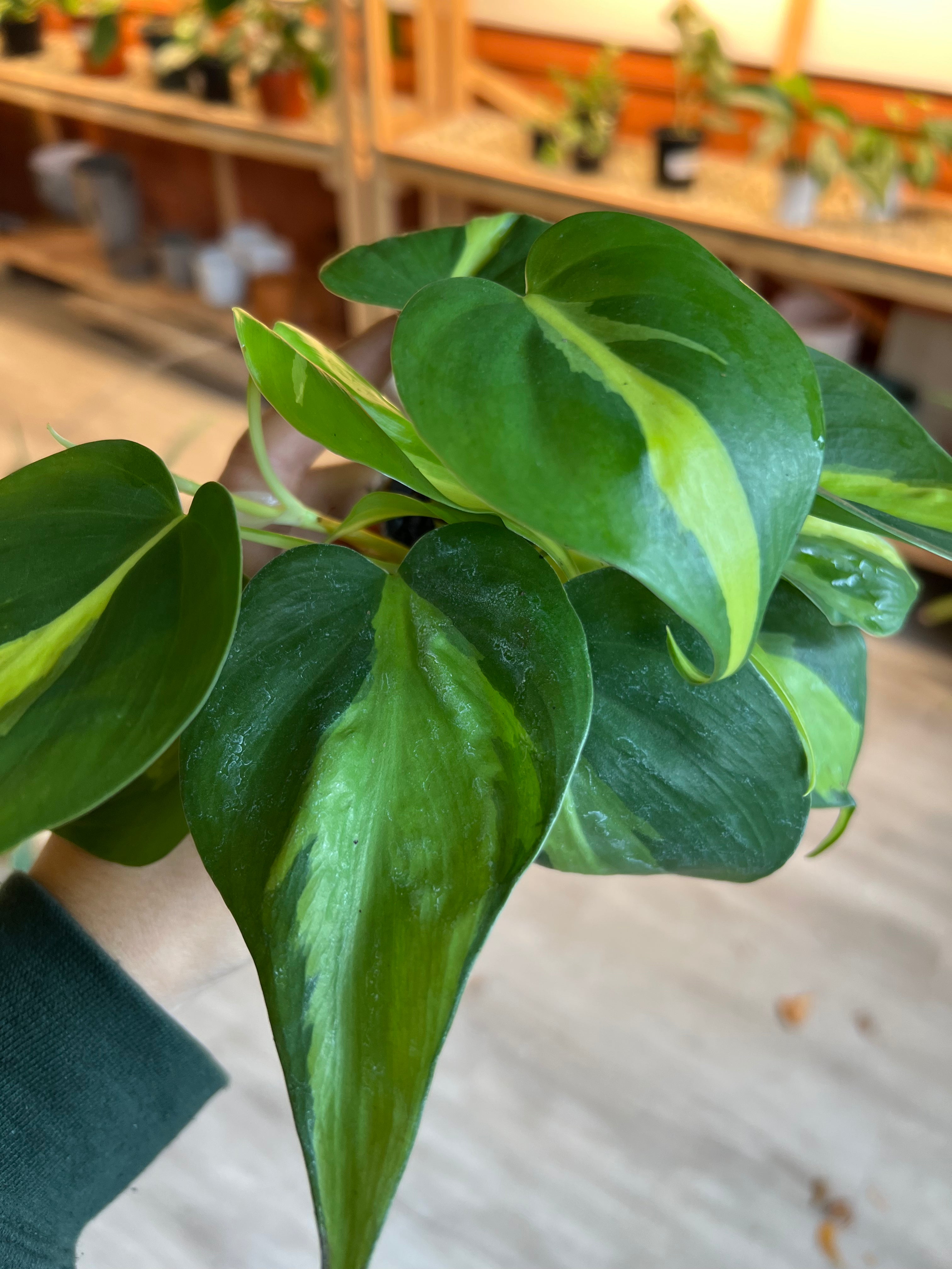 Philodendron Hederaceum - Brasil