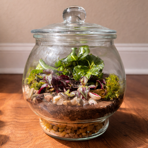 Mini Ecosystems at Bard & Baker | June 7th