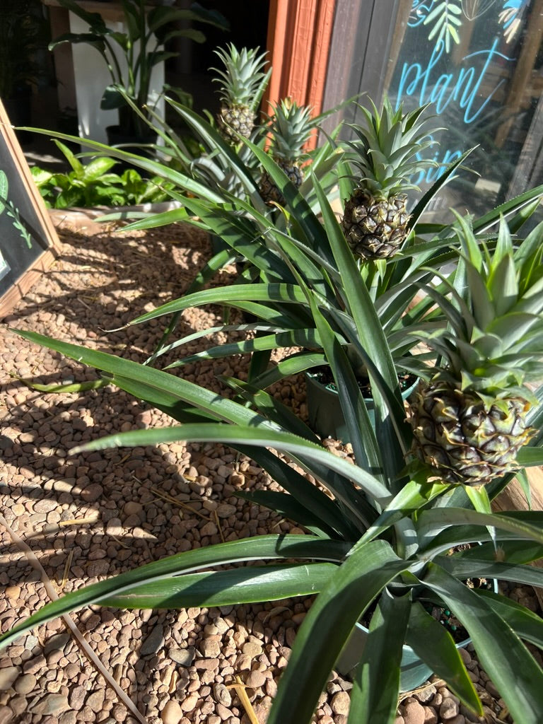 Pineapple Plant 6"