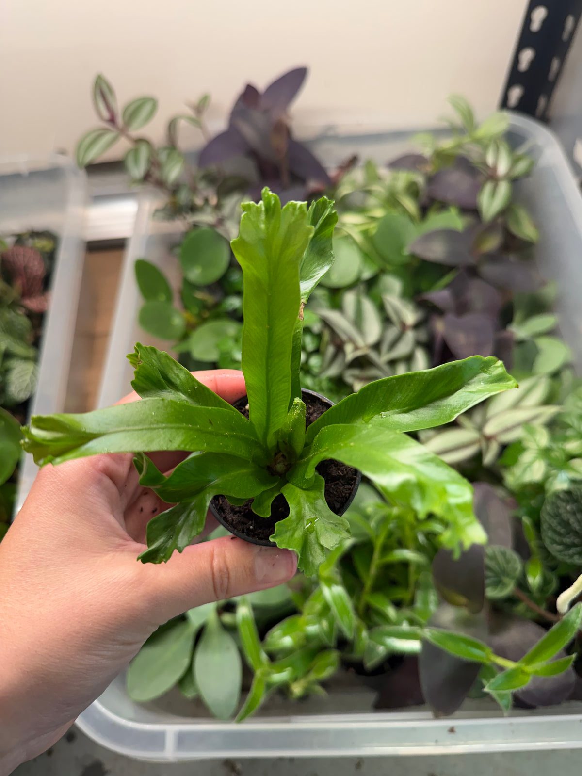 Mini Bird’s Nest Fern (2” Pot) | Perfect for Terrariums & Small Spaces