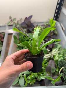 bird's nest fern terrarium Mini Bird’s Nest Fern (2” Pot)