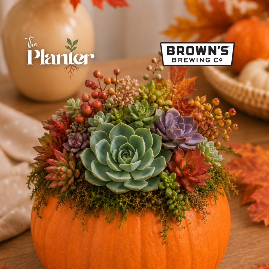 Pumpkin Succulent Arrangement Workshop | Brown's Brewing Co, Troy NY
