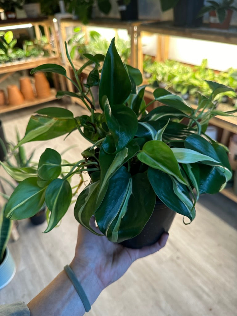Philodendron Hederaceum - Silver Stripe 6"