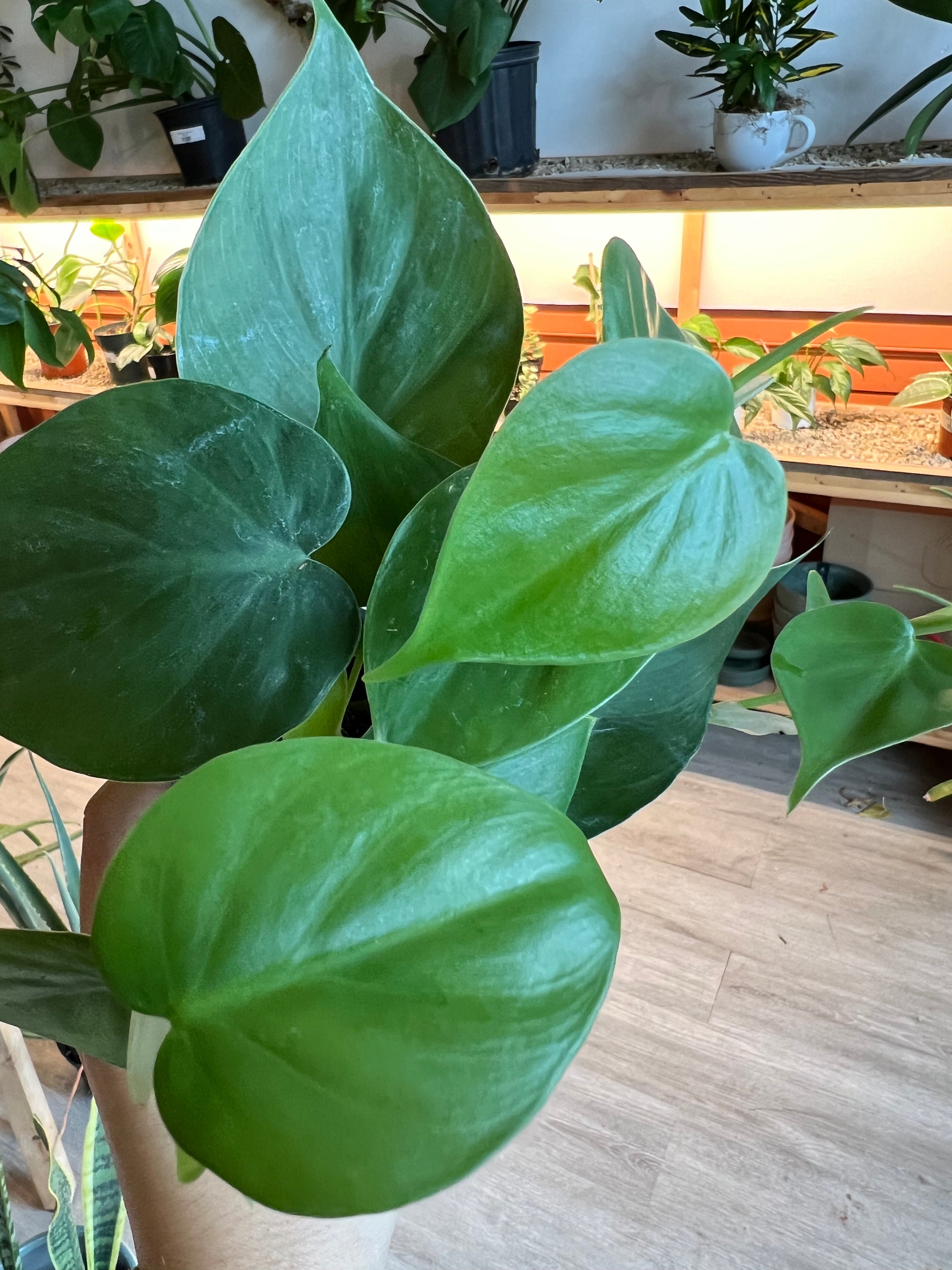 Philodendron Hederaceum - Heart Leaf