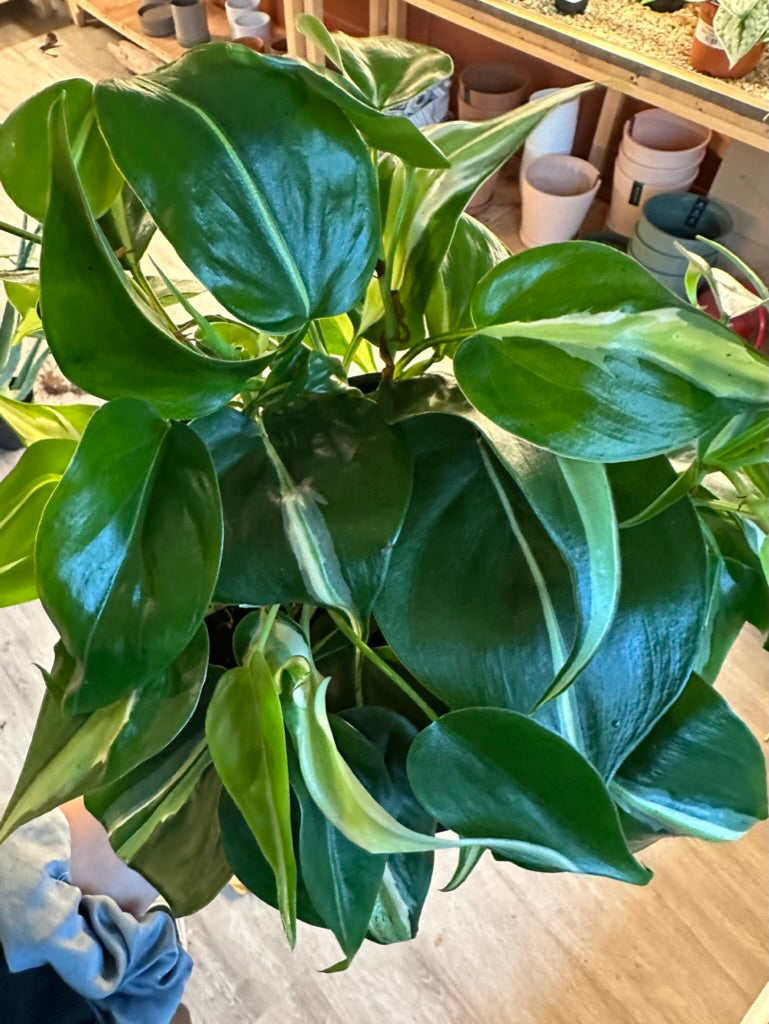 Philodendron Hederaceum - Silver Stripe
