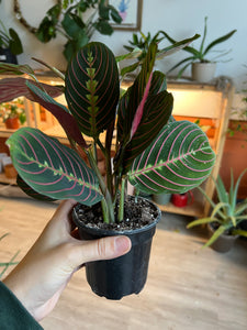 Maranta Leuconeura - Prayer Plant