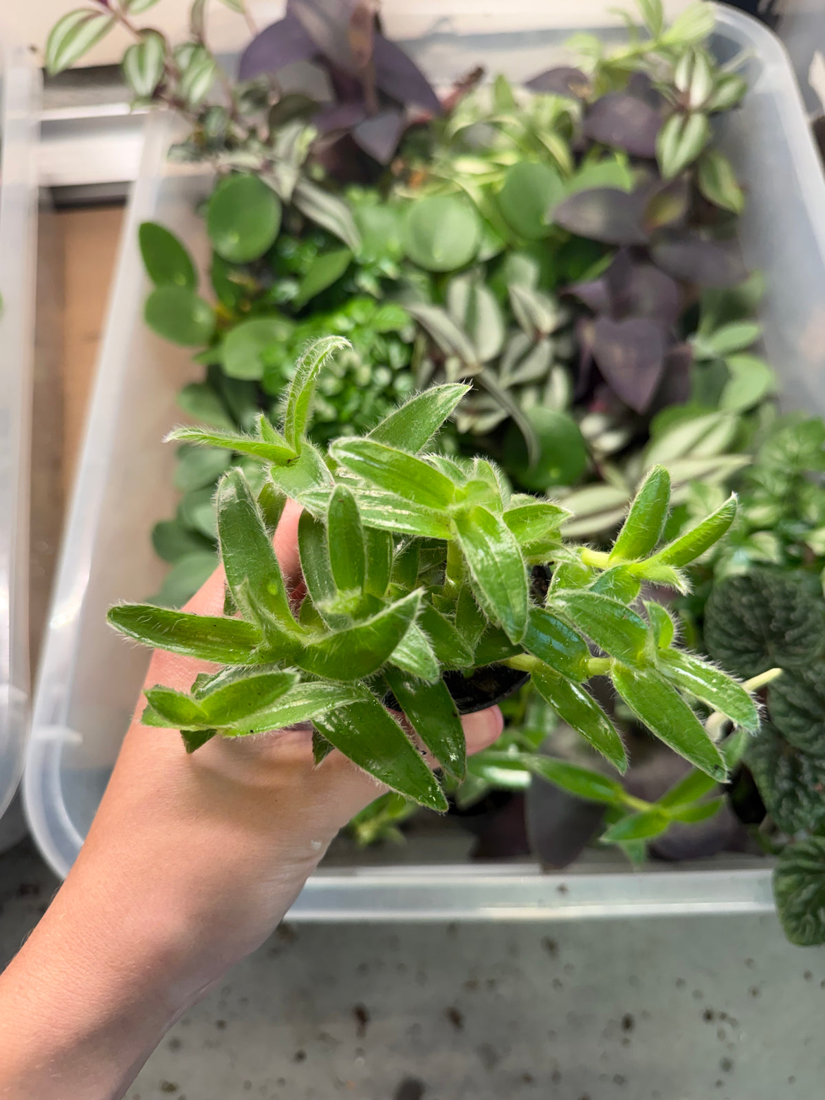 Mini Tradescantia (2” Pot) | 4 Varieties Available | Terrarium Plant