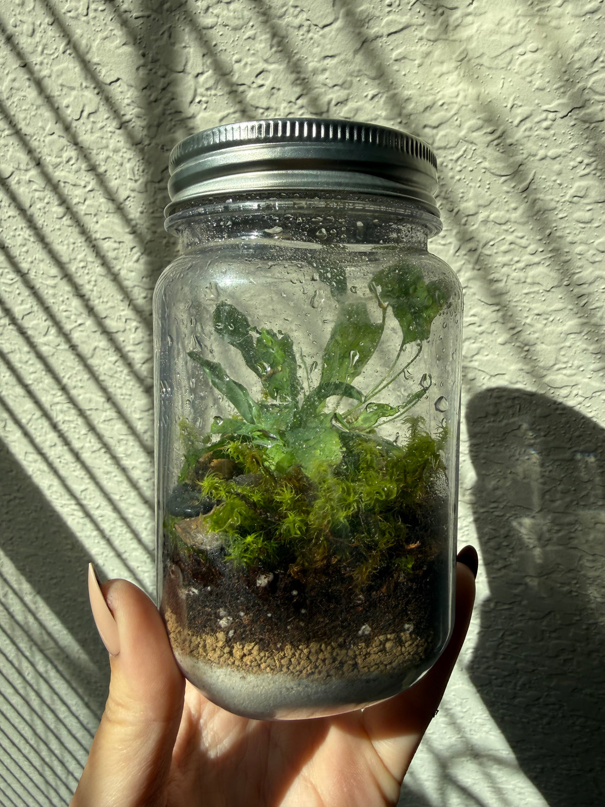 Mini Terrariums (Wholesale)