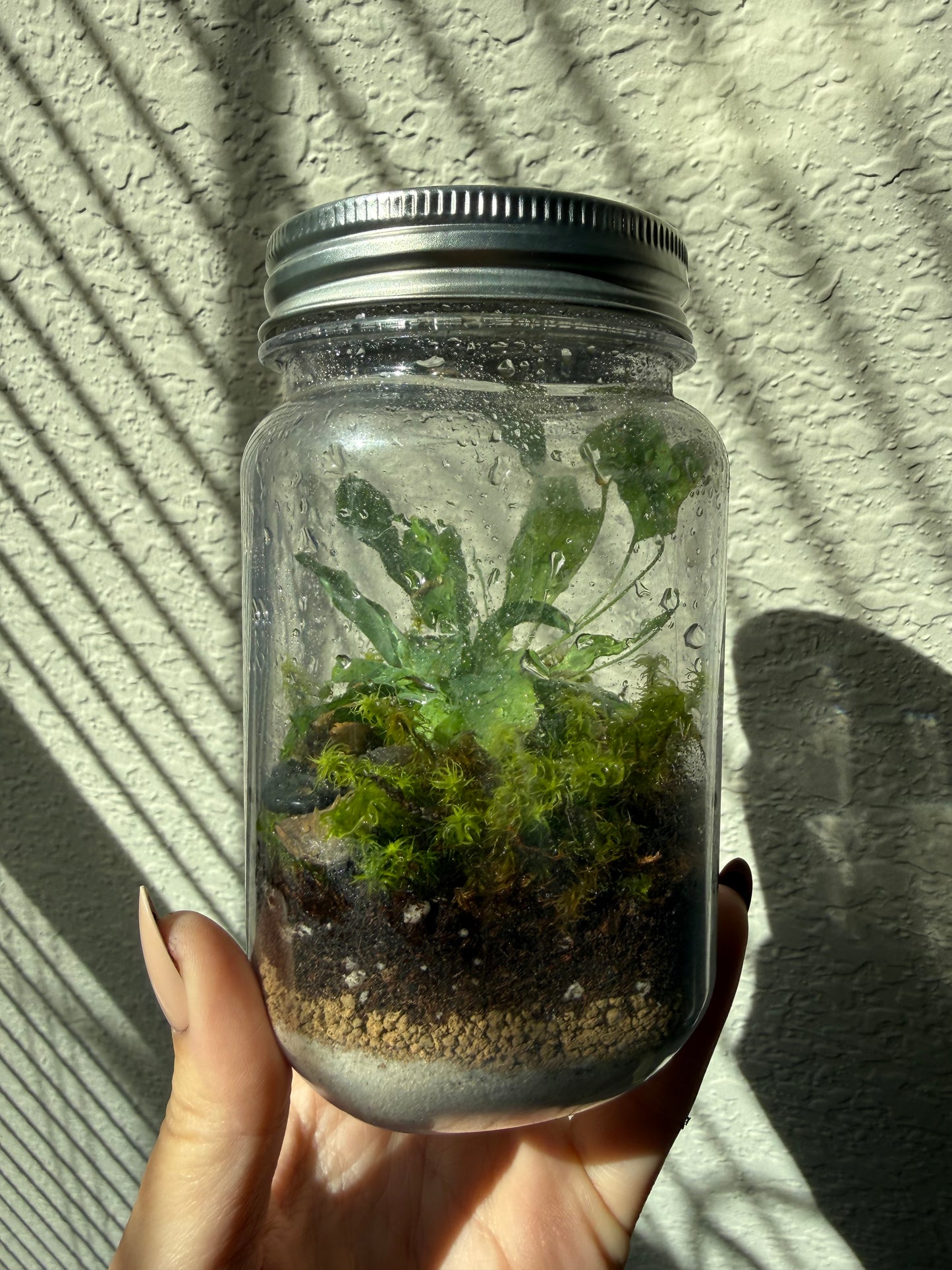 Mini Terrariums (Wholesale)