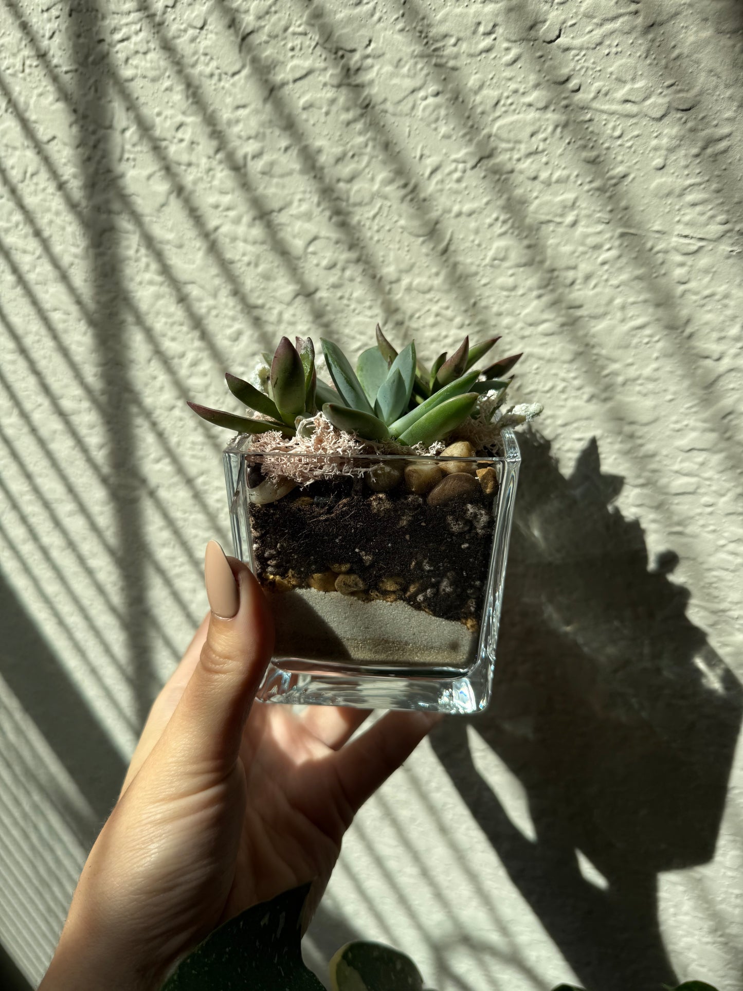 Mini Terrariums (Wholesale)