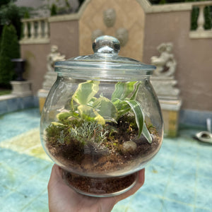 Plant & Sip at The Pinner House | Closed Terrarium Workshop, Suffolk VA