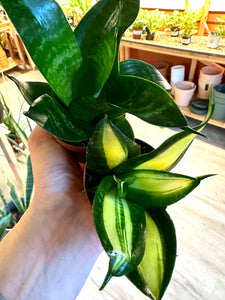 2" Snake Plant Assorted