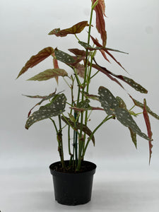 Begonia Maculata Variegata 6"