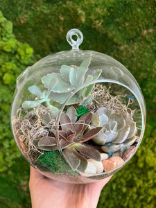 8" Hanging Bowl w/ Succulents