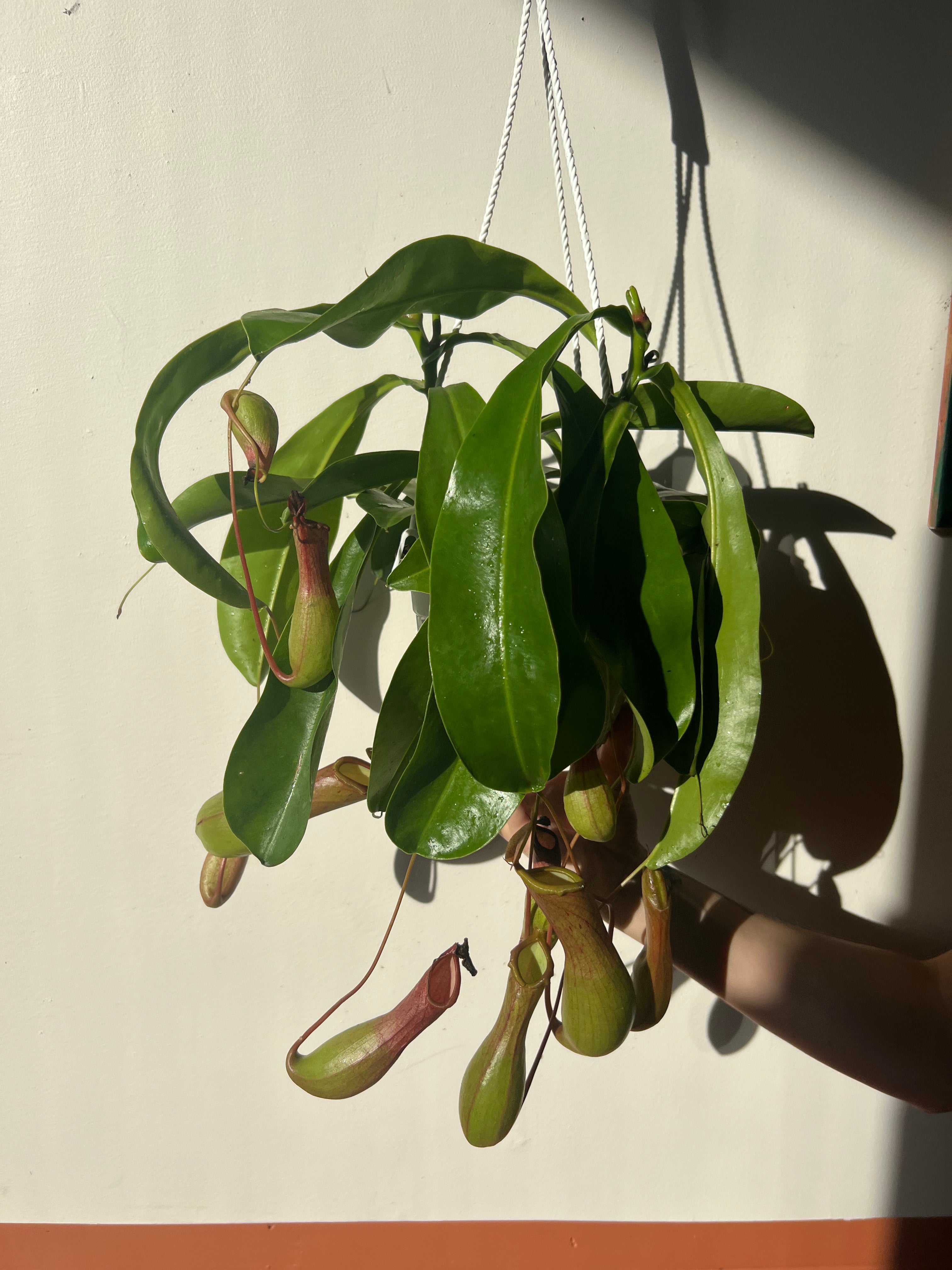 6" Nepenthes (Tropical Pitcher Plant) – A Fascinating Carnivorous Beauty