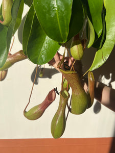 6" Nepenthes (Tropical Pitcher Plant) – A Fascinating Carnivorous Beauty