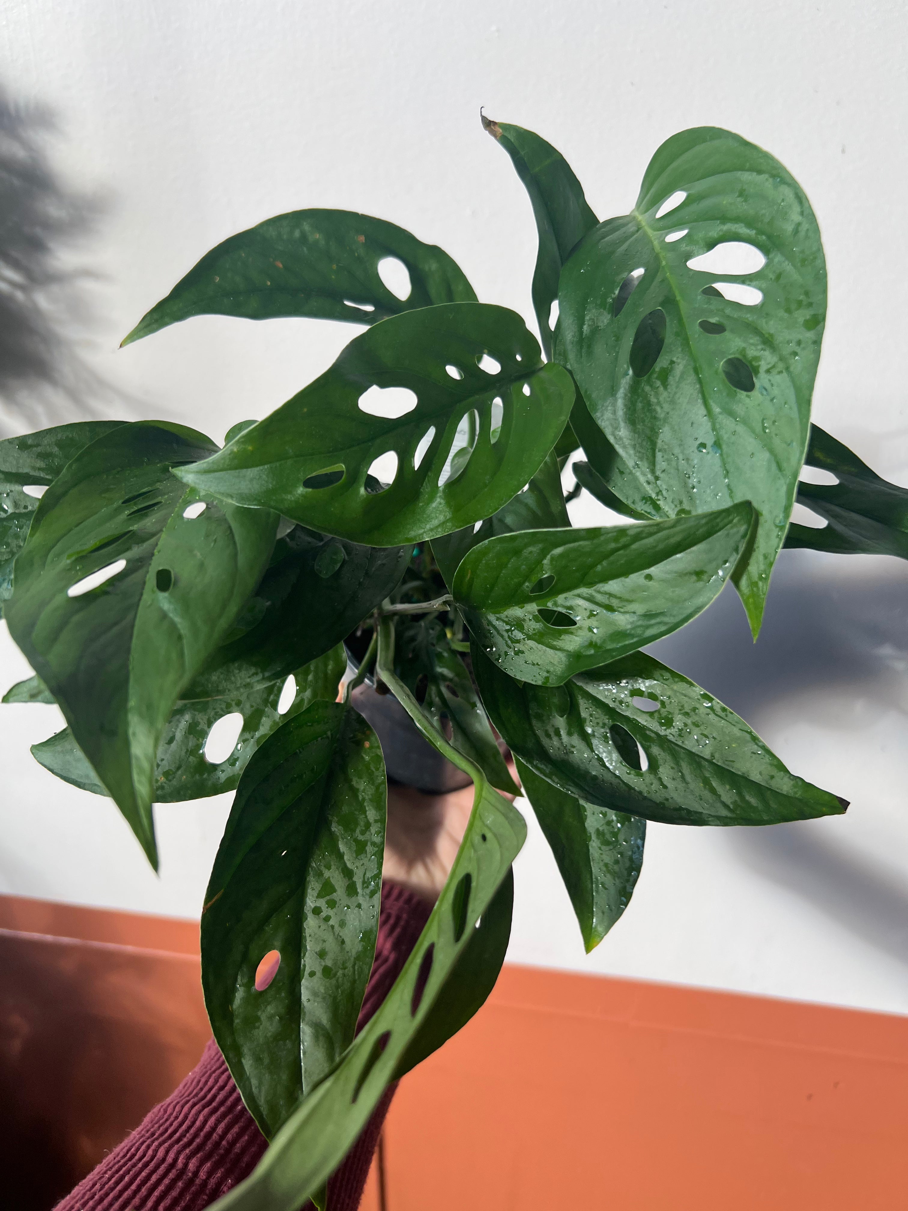 5" Swiss Cheese Philodendron (Monstera Adansonii)