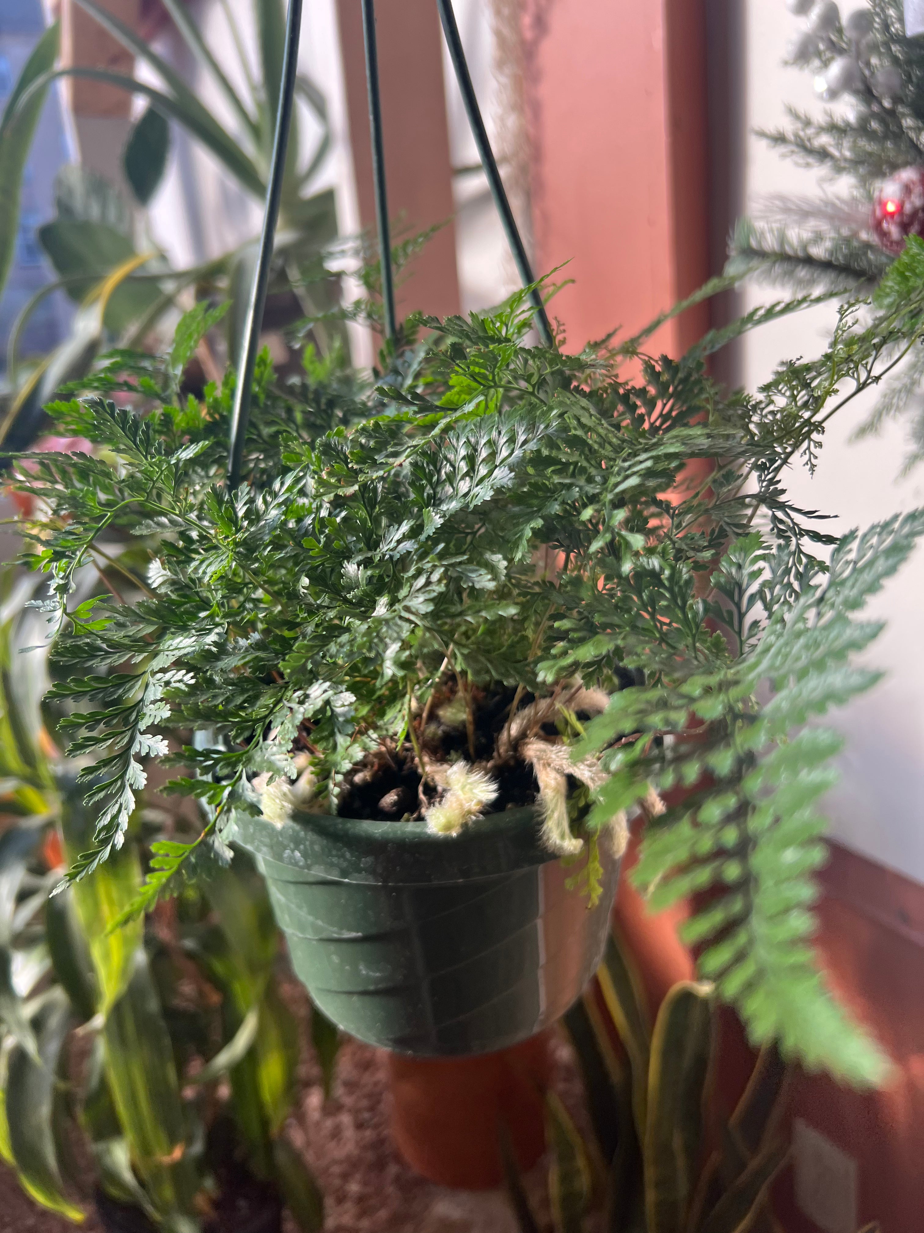 6" Rabbit's Foot Fern Hanger – A Unique and Elegant Addition