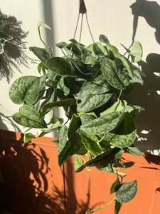 8" Philodendron Pictus Hanger