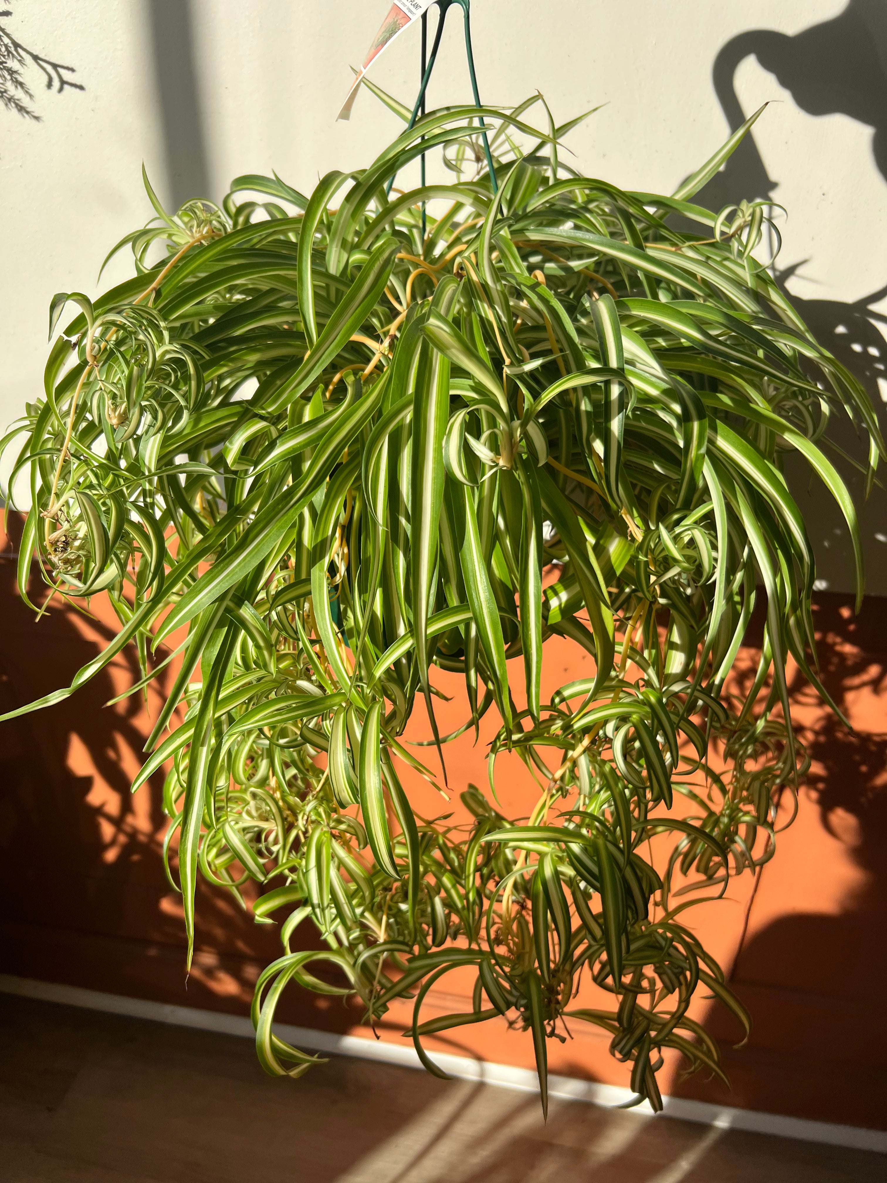 8" Hanging Spider Plant ‘Curly Bonnie’ – A Playful Twist on a Classic Favorite