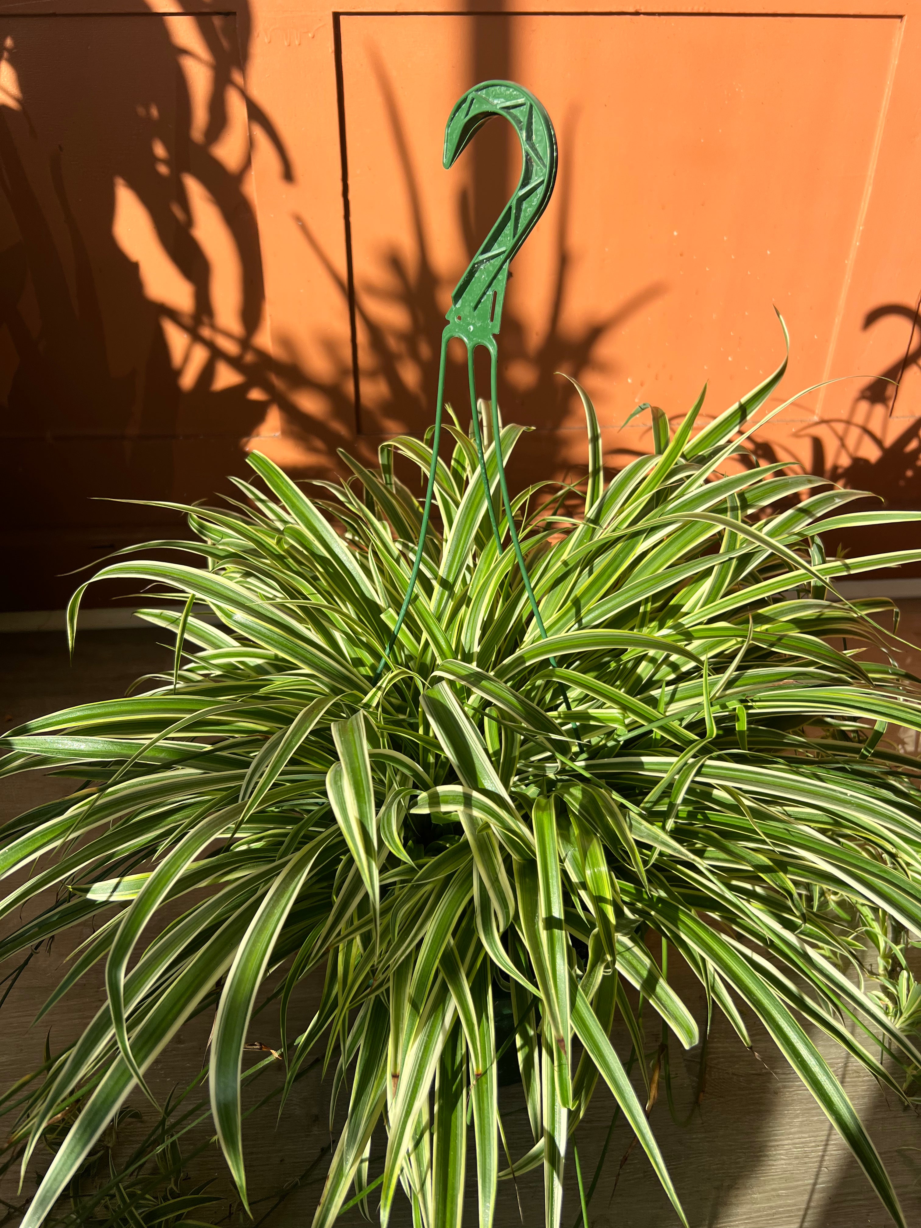 10" Hanging Spider Plant – A Classic Air-Purifying Beauty