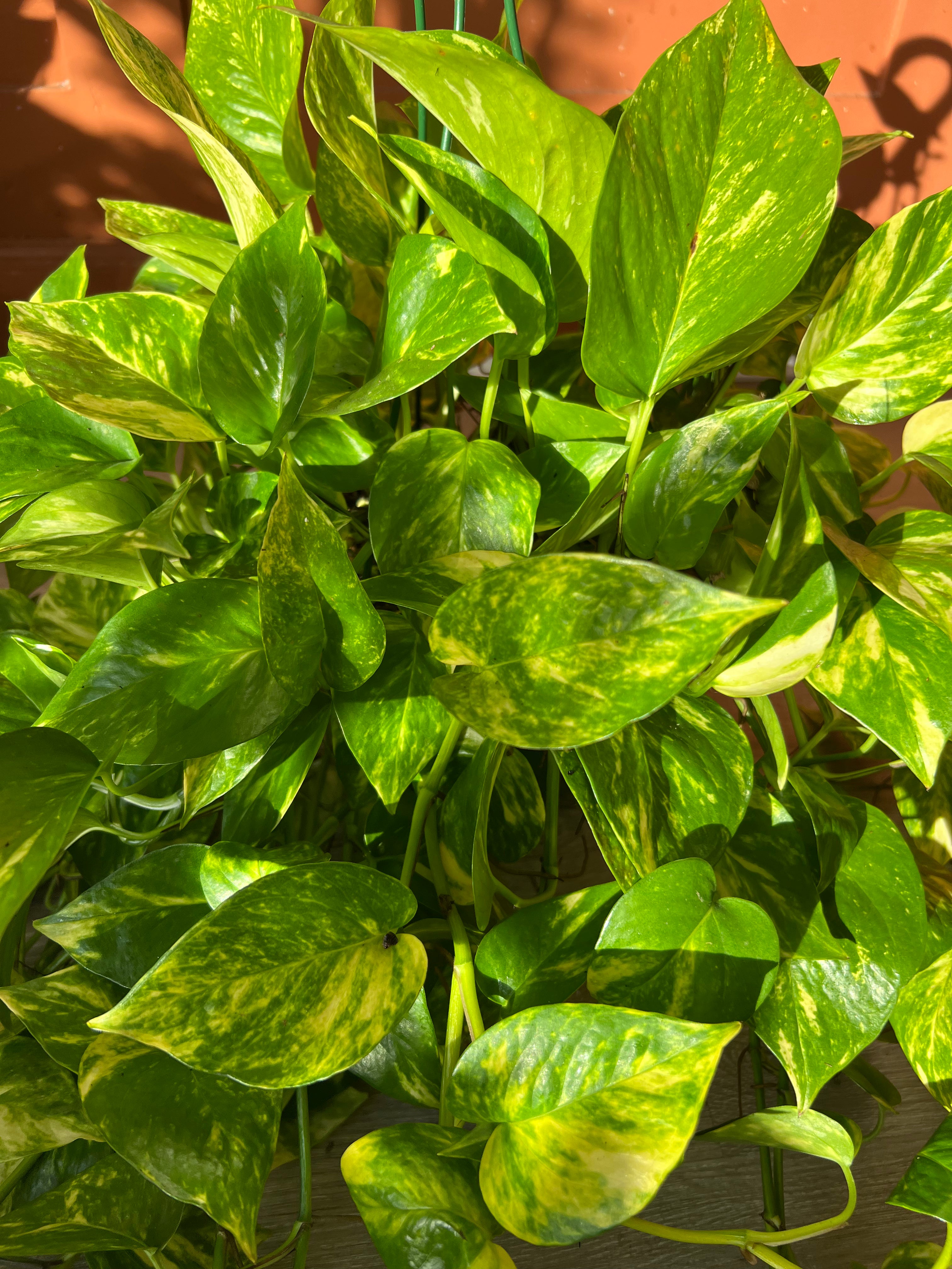 8" Hanging Golden Pothos – The Ultimate Easy-Care Trailing Plant