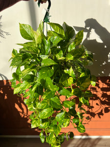 8" Hanging Golden Pothos – The Ultimate Easy-Care Trailing Plant