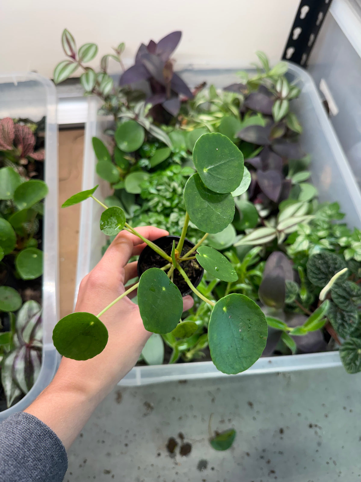 Mini Pilea Peperomioides (2” Pot) | Chinese Money Plant | Pancake Plant | Terrarium Starter