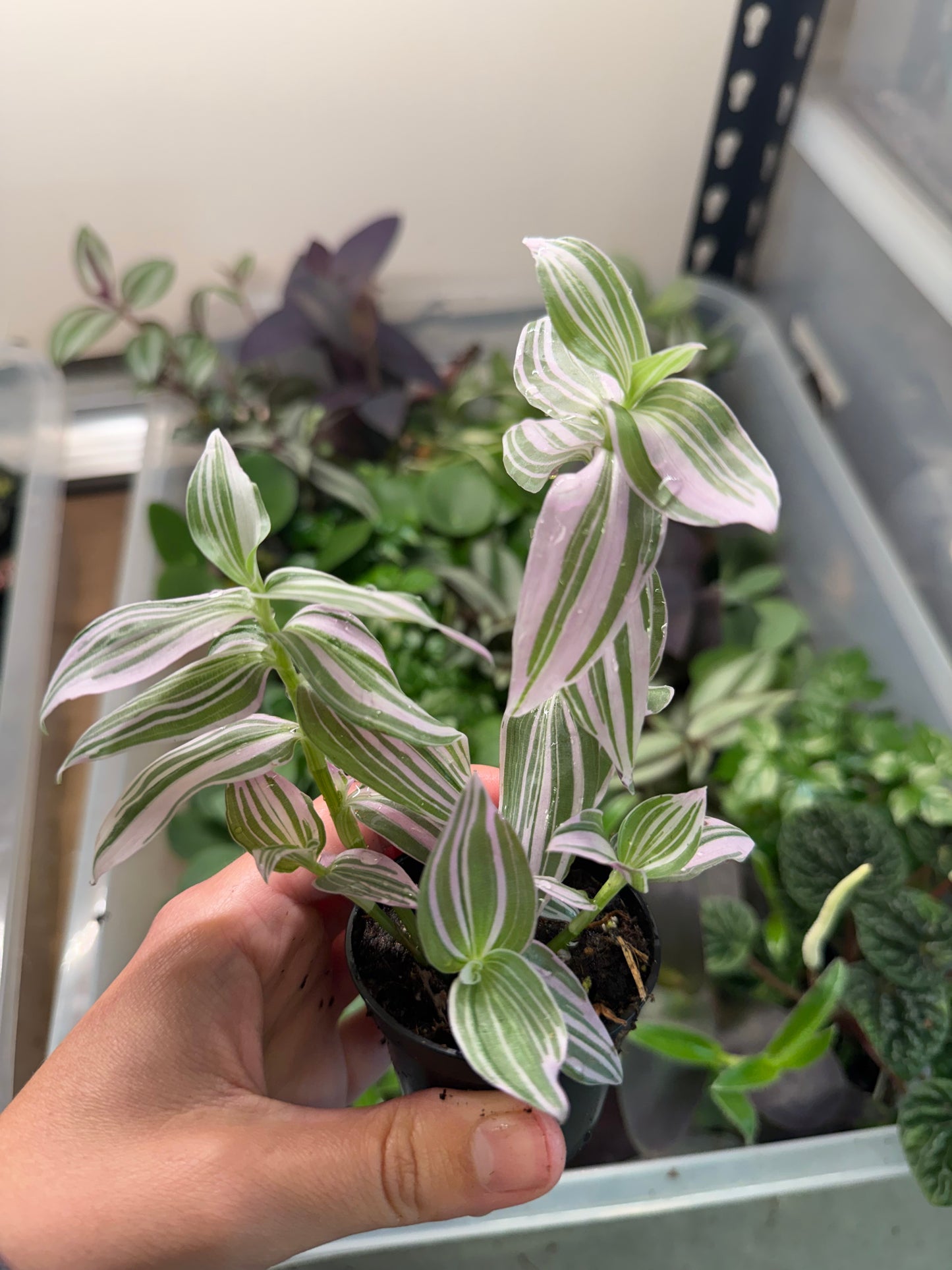Mini Tradescantia (2” Pot) | 4 Varieties Available | Terrarium Plant