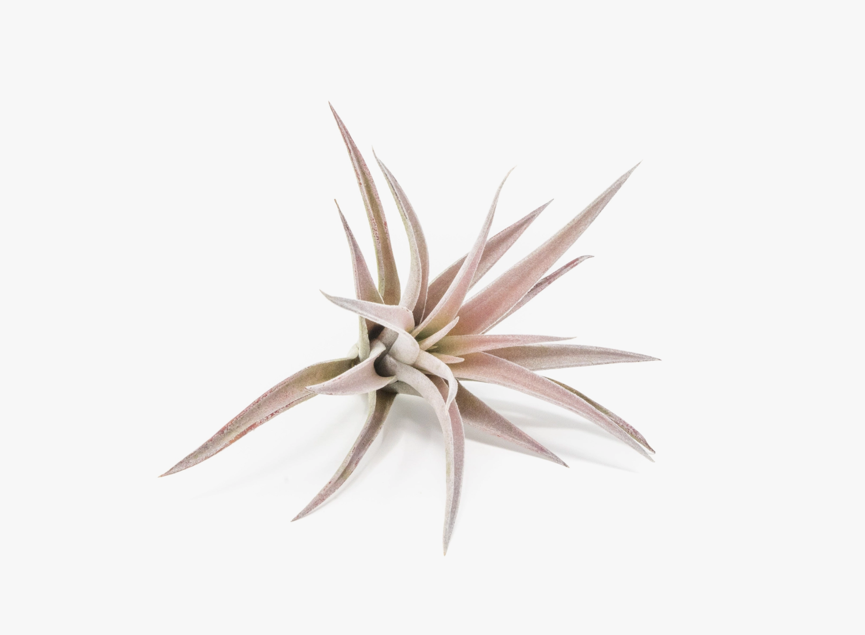 Tillandsia Harrisii