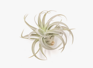 Tillandsia Harrisii